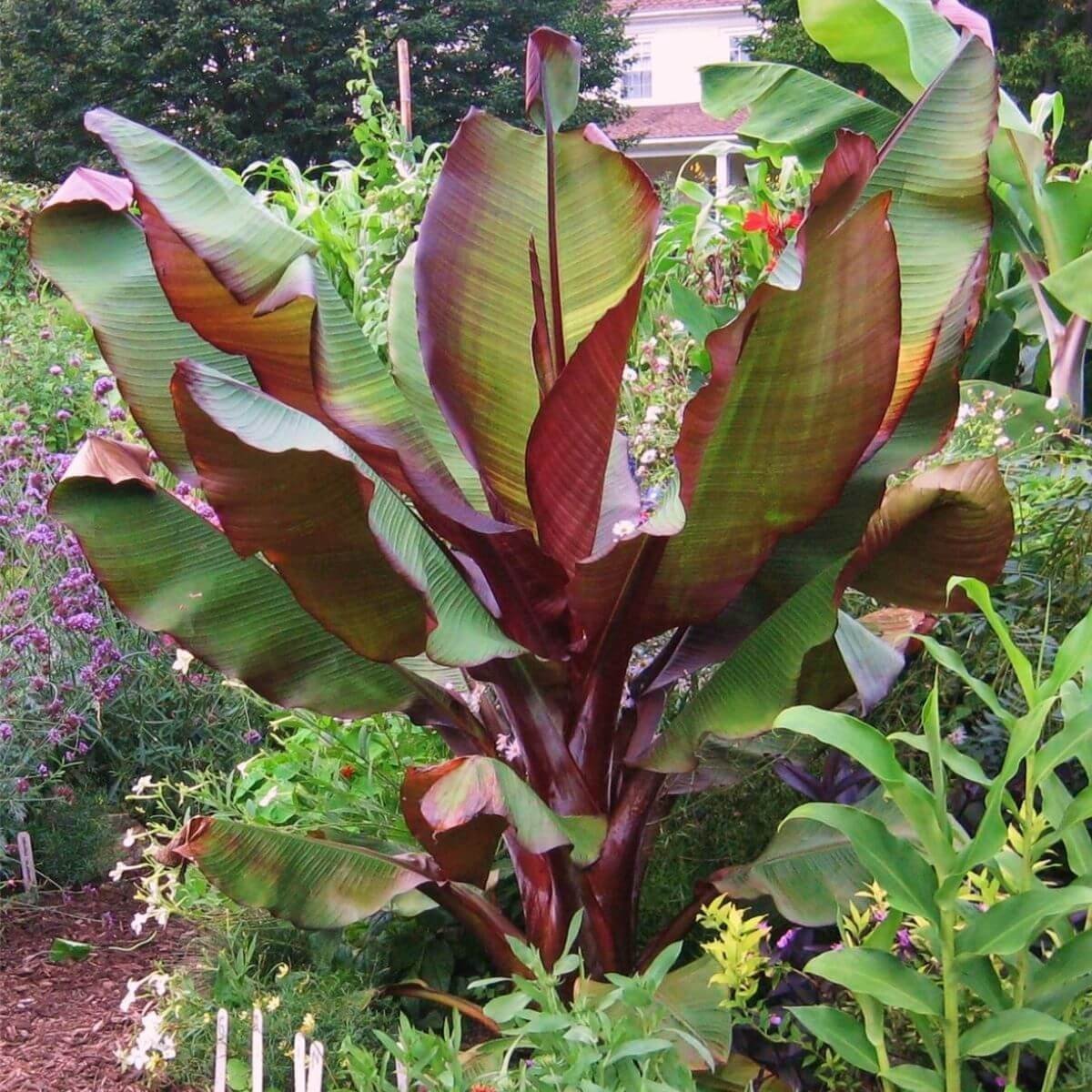 Petite Paradise: Dwarf Red Banana Tree's Graceful Stature