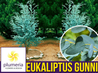 Eukaliptus Niebieski (Eukaliptus Gunni) 3 letnia Sadzonka C2/C3 