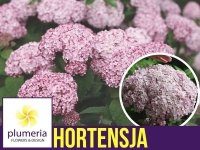 Hortensja drzewiasta SWEET ANNABELLE (Hydrangea arborescens) Sadzonka XL- C5 