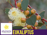 Eukaliptus Botanic Hearts (Eucalyptus websteriana) 3 letnia Sadzonka C1,5 