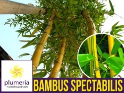 Bambus Drzewiasty SPECTABILIS Mrozoodporny (Phyllostachys aureosulcata) Sadzonka C2,5