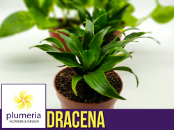 DRACENA COMPACTA (Dracaena fragrans) Roślina domowa. Sadzonka P12 - M