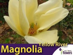 Magnolia denudata Yellow River Sadzonka 80/100 cm