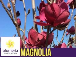 Magnolia GENIE (Magnolia soulangeana) Sadzonka C5