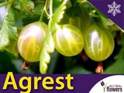 Agrest zielony INVICTA (Ribes uva-crispa) Sadzonka C1