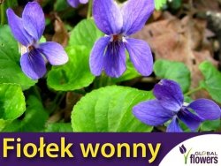 Fiołek Wonny Fioletowy (Viola odorata) nasiona 0,3g