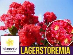 Lagerstroemia CZERWONA kwitnie 120 dni (Lagerstroemia indica) 3 letnia Sadzonka XL-C5