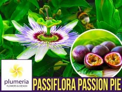 Męczennica PASSION PIE  (Passiflora) Sadzonka P12