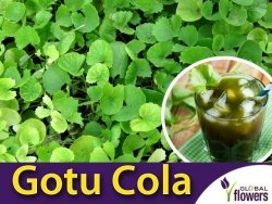 Wąkrota azjatycka 'Gotu Cola' (Centella asiatica) Sadzonka