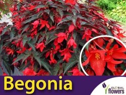 Begonia zwisająca 'Dark Elegance' (Begonia) Sadzonka