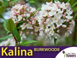 Kalina BURKWOODI (Viburnum burkwoodii) Sadzonka C2