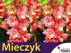 Mieczyk wielokwiatowy (Gladiolus) Frizzled Coral Lace CEBULKA 5 szt.