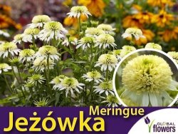 Jeżówka MENRIGUE (Echinacea) Sadzonka C1