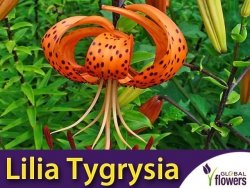 Lilia Tygrysia (Lilium lancifolium) Tigrinum CEBULKA 1 szt.