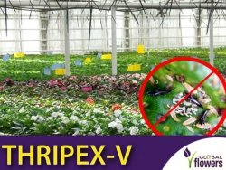 THRIPEX-V 50 000 (do zwalczania wciornastków) 1 litr