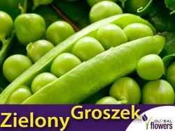 Groch Łuskowy - zielony groszek- TELEFON (Pisum s.) nasiona XXL 1000g