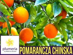 Pomarańcza chińska ORANGE JUICE  (Citrus sinensis) Sadzonka P12