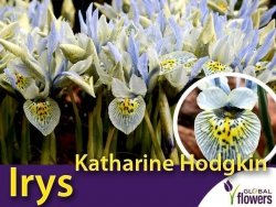 Irys Katharine Hodgkin (Iris histrioides Katharine Hodgkin) 5 szt CEBULKI