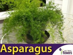 Asparagus ozdobny (Asparagus sprengerii) 0,5g