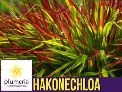 Hakonechloa macra MULLED WINE - Bambusowa trawa- Sadzonka