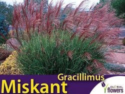 Miskant chiński GRACILLIMUS (Miscanthus sinensis) Sadzonka C1/C2