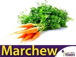 Marchew FLAKKESE 2 Późna (Daucus carota) nasiona L 50g