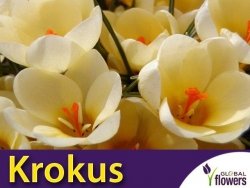Krokus 'Cream Beauty' (Crocus) CEBULKI 10 szt.