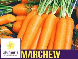 Marchew KAROTINA (Daucus carota L.) nasiona 5g