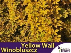 Winobluszcz pięciolistkowy 'Yellow Wall' (Parthenocissus quinquefolia) Sadzonka