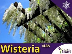 Glicynia Chińska Biała ALBA (Wisteria sinensis) Sadzonka C1
