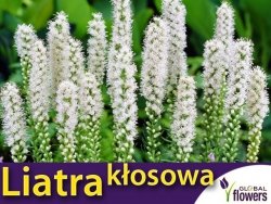 Liatra kłosowa, biała (Liatris spicata) nasiona 0,2g  