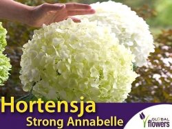 Hortensja drzewiasta STRONG ANNABELLE (Hydrangea arborescens) Sadzonka P12