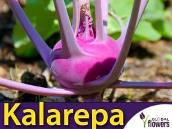 Kalarepa DELIKATESS BLAUER (Brassica oleracea convar. arcephala var. gongylodes) nasiona 2g