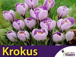 Krokus wiosenny 'Pickwick' (Crocus vernus) CEBULKI 7 szt.
