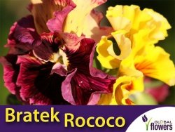Bratek Rococo mieszanka (Viola ×wittrockiana Gams) nasiona 0,4g