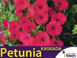 Petunia ogrodowa Kaskada czerwono - purpurowa  (Petunia x hybrida pendula) 0,02g nasiona LUX