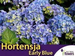 Hortensja ogrodowa 'Early Blue' niebieska (Hydrangea macrophylla) Sadzonka