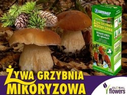 Grzybnia Grzyby Leśne Drzew Iglastych Mikoryza 250ml