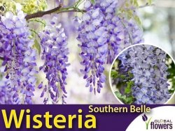 Wisteria chińska SOUTHERN BELLE (Wisteria sinensis) 3 letnia Sadzonka 60-80cm