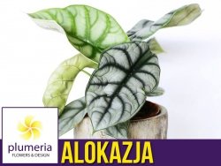 Alokazja SILVER DRAGON (Alocasia) Roślina domowa P6 - S