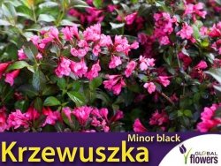 Krzewuszka cudowna 'Minor black ®' (Weigela florida) Sadzonka