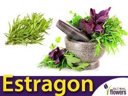 Estragon (Artemisia dracunculus) nasiona 0,2g 