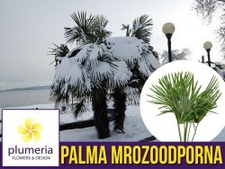 Palma Mrozoodporna (Trachycarpus fortunei) Roślina domowa XL-C4 70-80cm