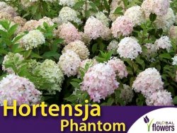 Hortensja Bukietowa PHANTOM (Hydrangea paniculata)  Sadzonka C2