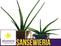 Sansewieria cylindryczna (Sansevieria) Roślina domowa. Sadzonka P12 - M