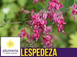 Lespedeza (Lespedeza thunbergii) Sadzonka XL-C5