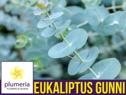 Eukaliptus Niebieski BABY BLUE (Eucalyptus pulverulenta) Sadzonka P12/C1