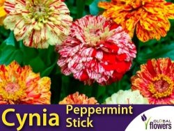 Cynia wytworna, daliowa Peppermint Stick, mieszanka (Zinnia elegans fl. pl. dahliaeflora) nasiona 1g