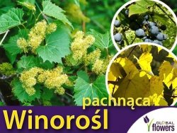 Winorośl Pachnąca (Vitis riparia) Sadzonka C1