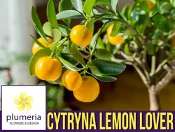Cytryna LEMON LOVER  (Citrus limon) Sadzonka P12